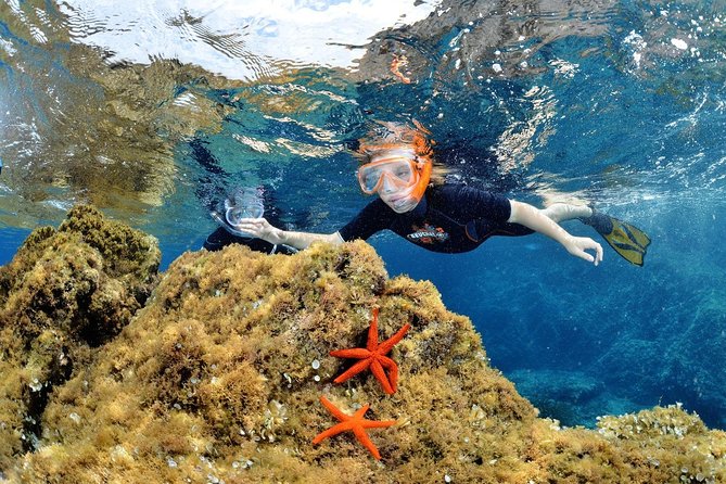 Snorkeling - By boat on site in the Bay of Cannes or Estérel - What the 90-minute water stop is really like