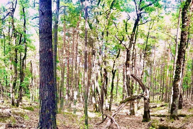 Tour with the Mountain Train, Trek to Mystic Forest and Castle - Key points before you book